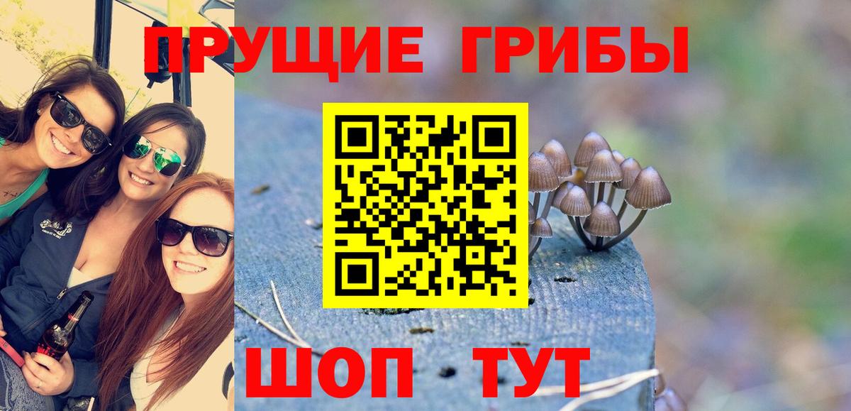 Псилоцибиновые грибы Psilocybe Петрозаводск